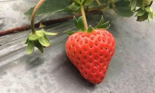 国产草莓在线,甜蜜滋味，绿色健康新选择  第2张